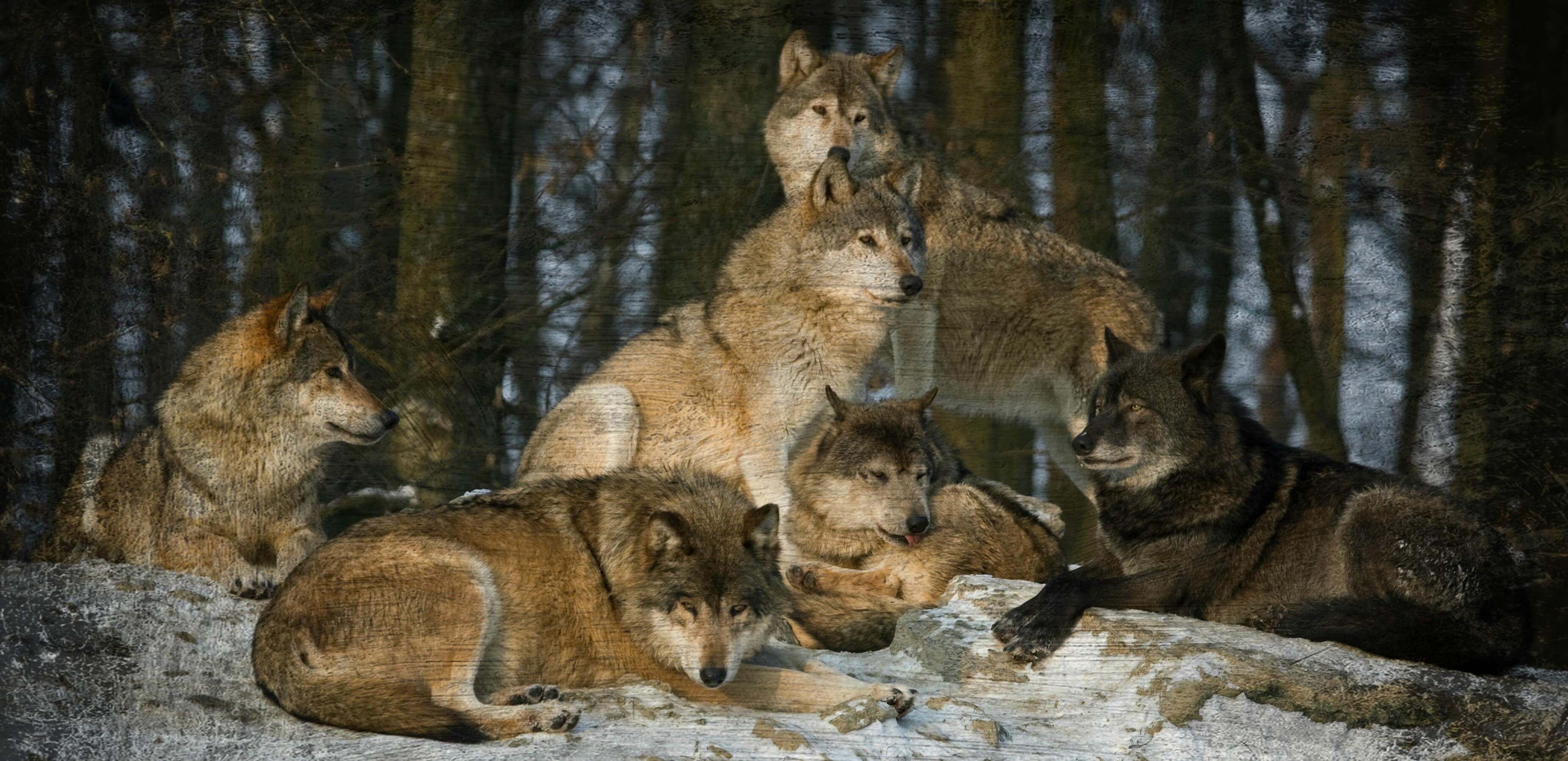 Четверо волков. Волчья стая / Wolf Pack. Стая Волков стая Волков. Стая Волков зимой.
